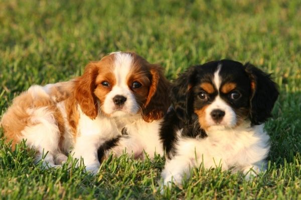 Anhängliche Hunderassen: Cavalier King Charles Spaniel