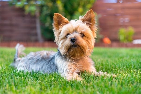 Anhängliche Hunderassen: Yorkshire Terrier