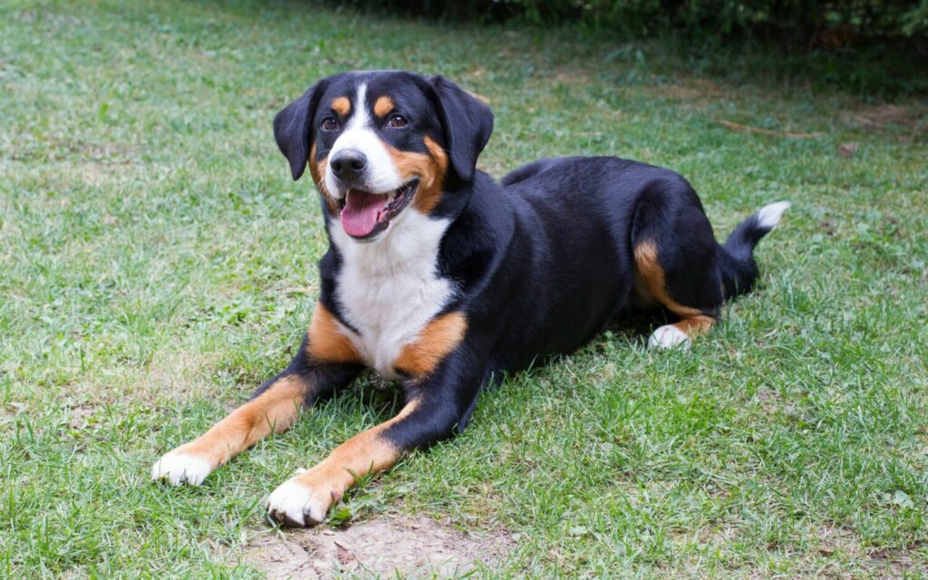 Appenzeller Sennenhund auf einer Wiese