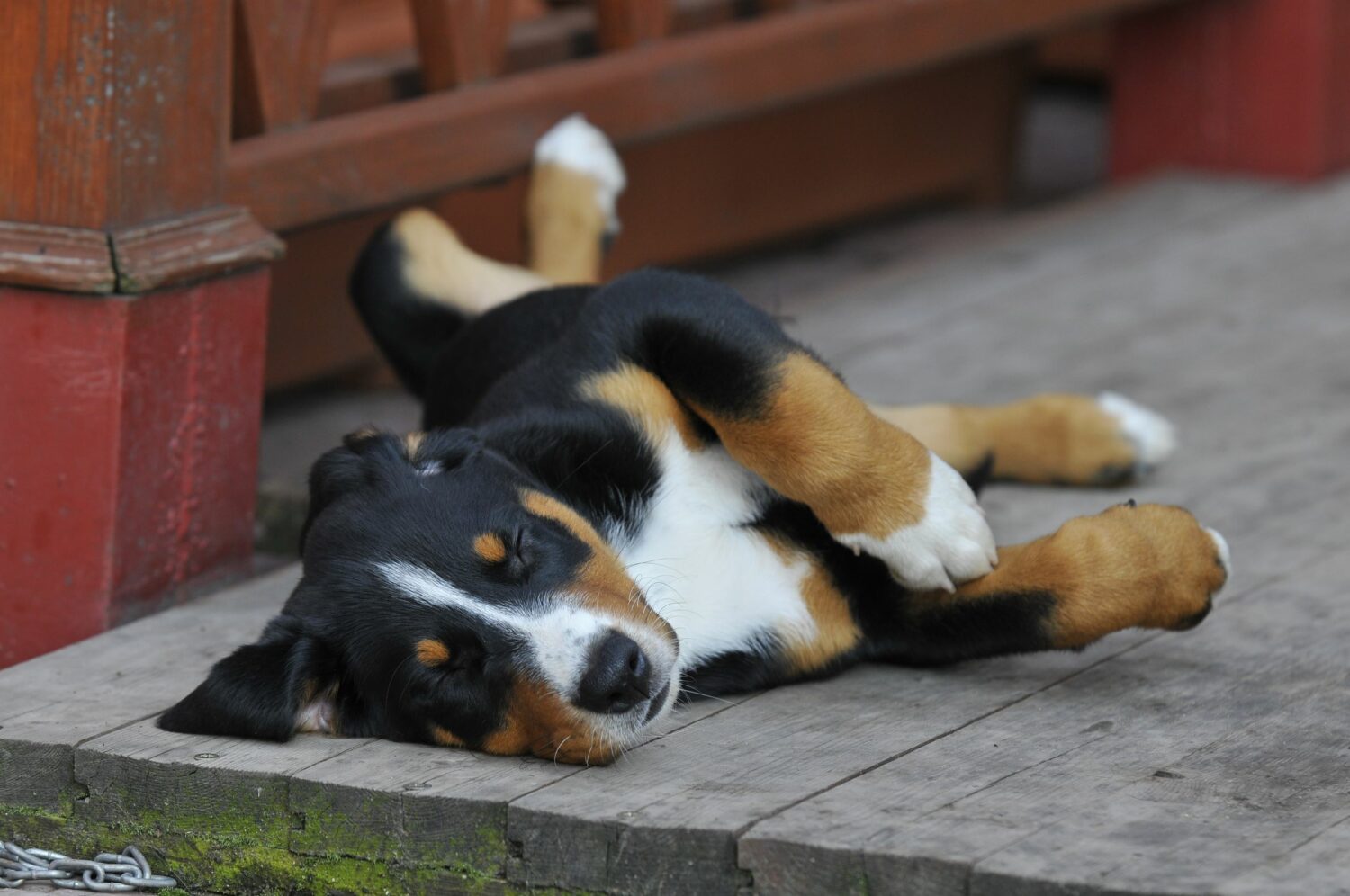 Appenzeller Sennenhund liegt auf dem Boden