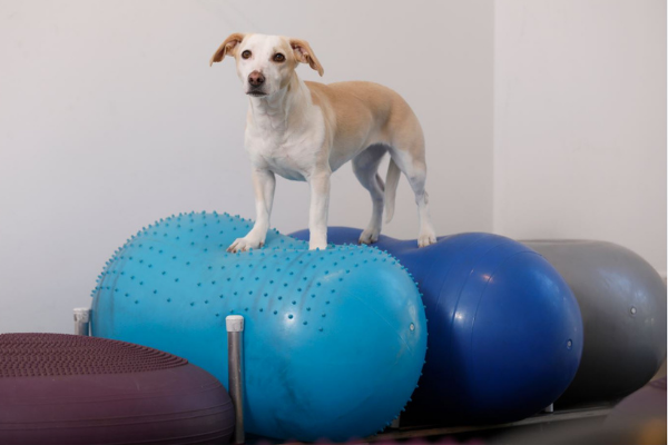 arthrose-hund-physiotherapie