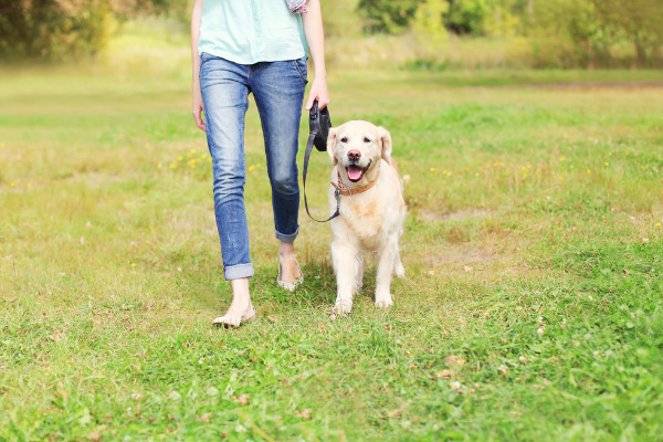 arthrose-hund-spaziergang