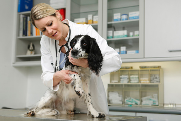 arthrose-hund-tierarzt-untersuchung