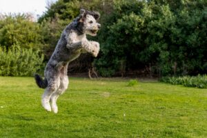 Aussiedoodle im Sprung