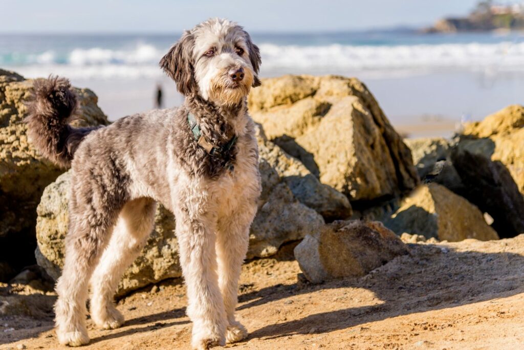 Hybridhunde: Aussiedoodle am Strand