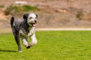 Aussiedoodle rennt über Wiese