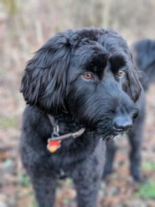 Nahaufnahme von schwarzem Aussiedoodle