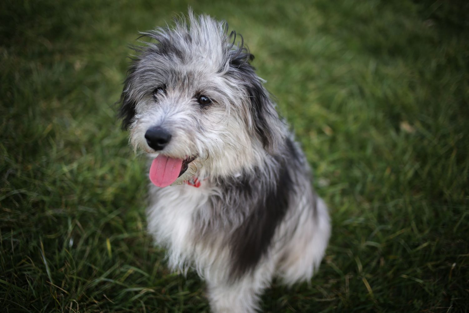 Aussiedoodle Welpe auf grüner Wiese