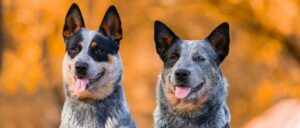 Australian Cattle Dog zu Zweit