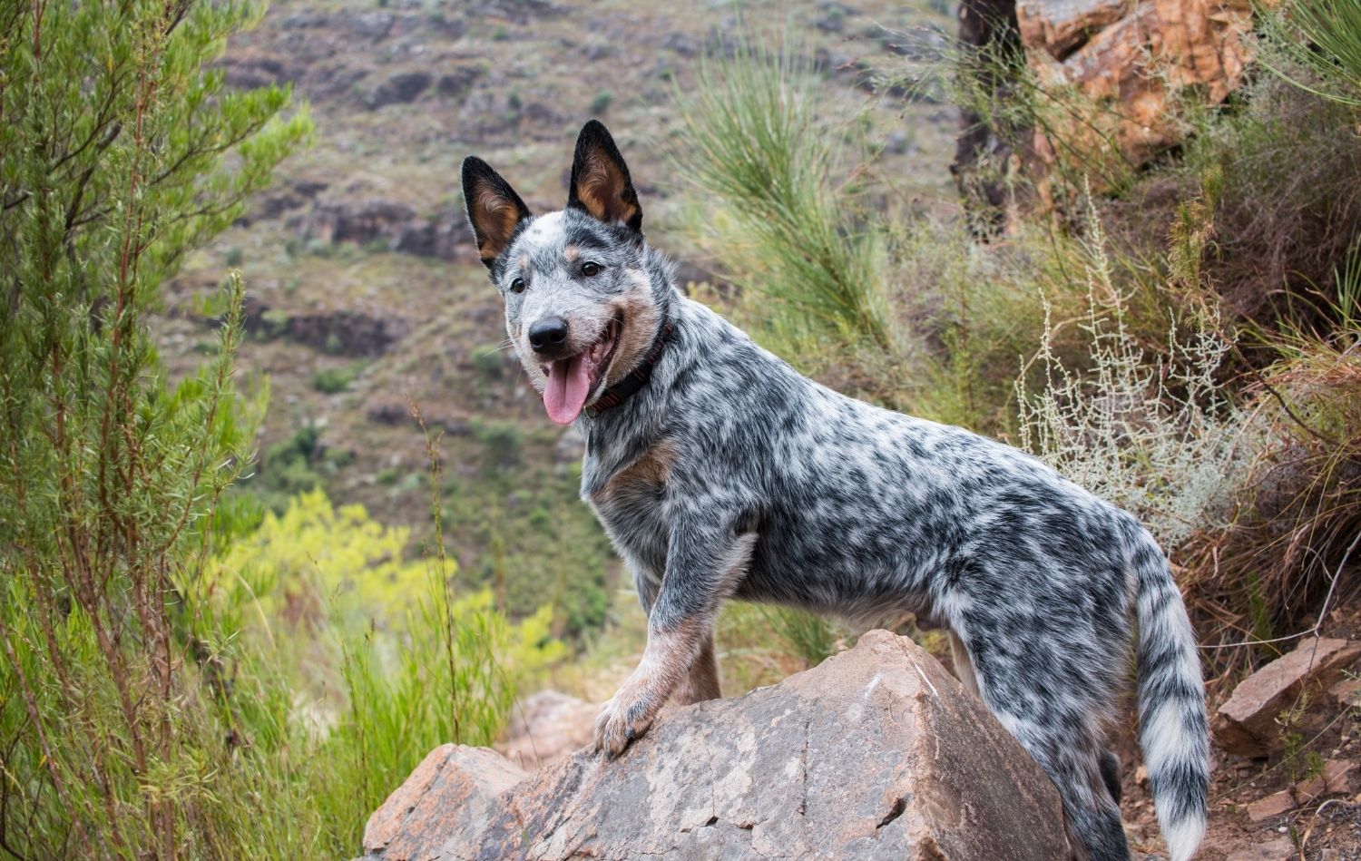 australian-cattler-dog-auf-stein