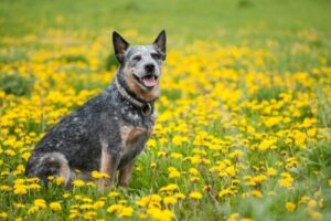 Australian Cattle Dog auf Wiese