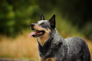 Australian Cattle Dog draußen