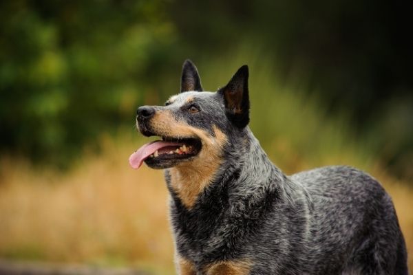 Australian Cattle Dog draußen