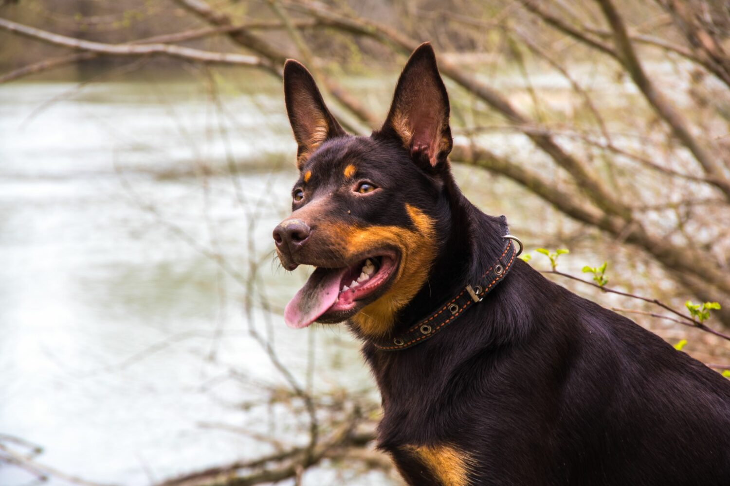 Der Kelpie ist ein mittelgroßer, muskulöser Hund mit flachanliegendem Fell