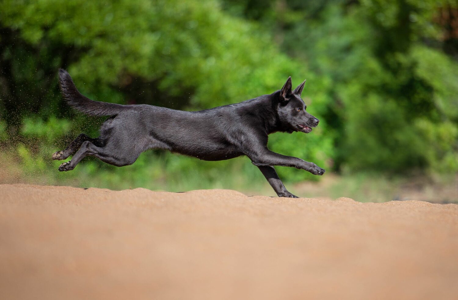 Australian Kelpie in der Natur