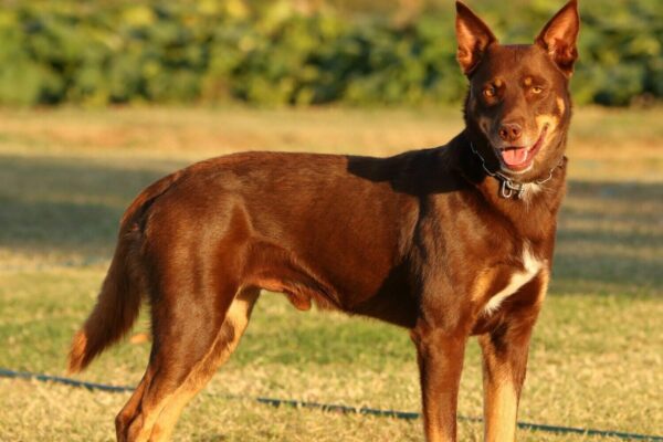 Australian Kelpie auf einer Wiese