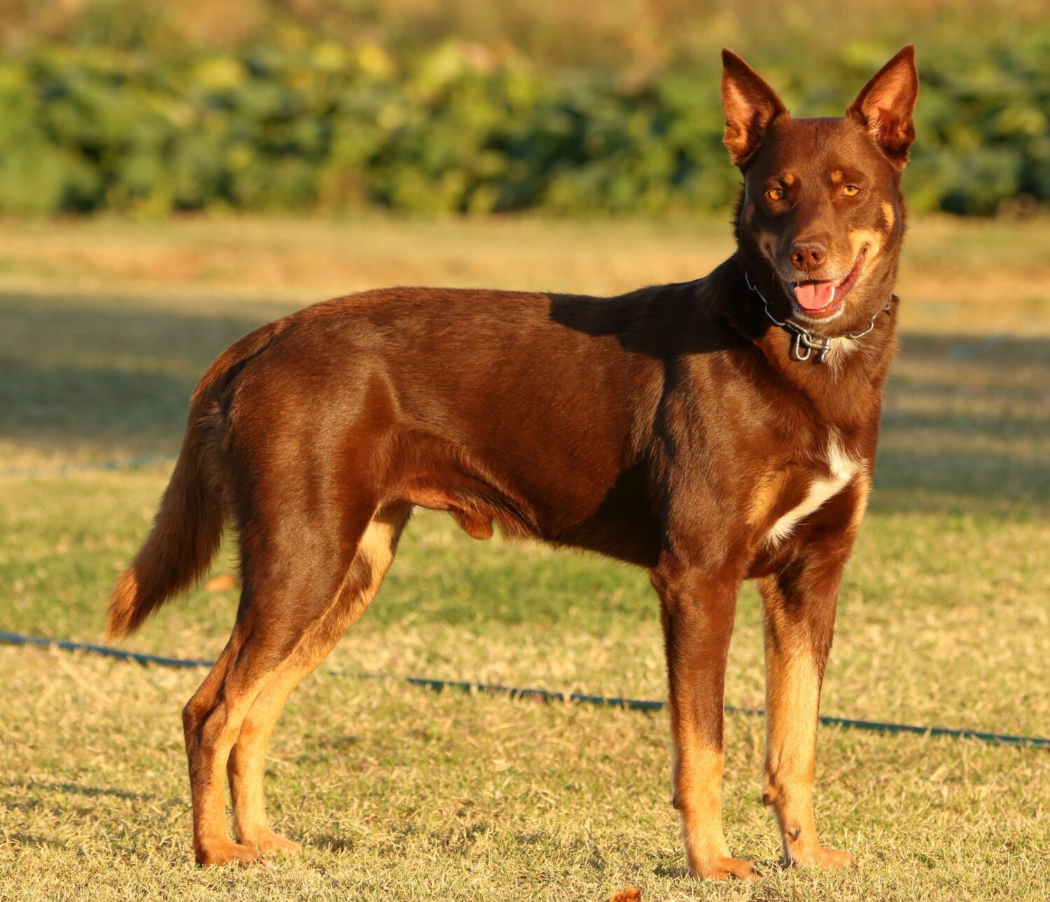 Australian Kelpie auf einer Wiese