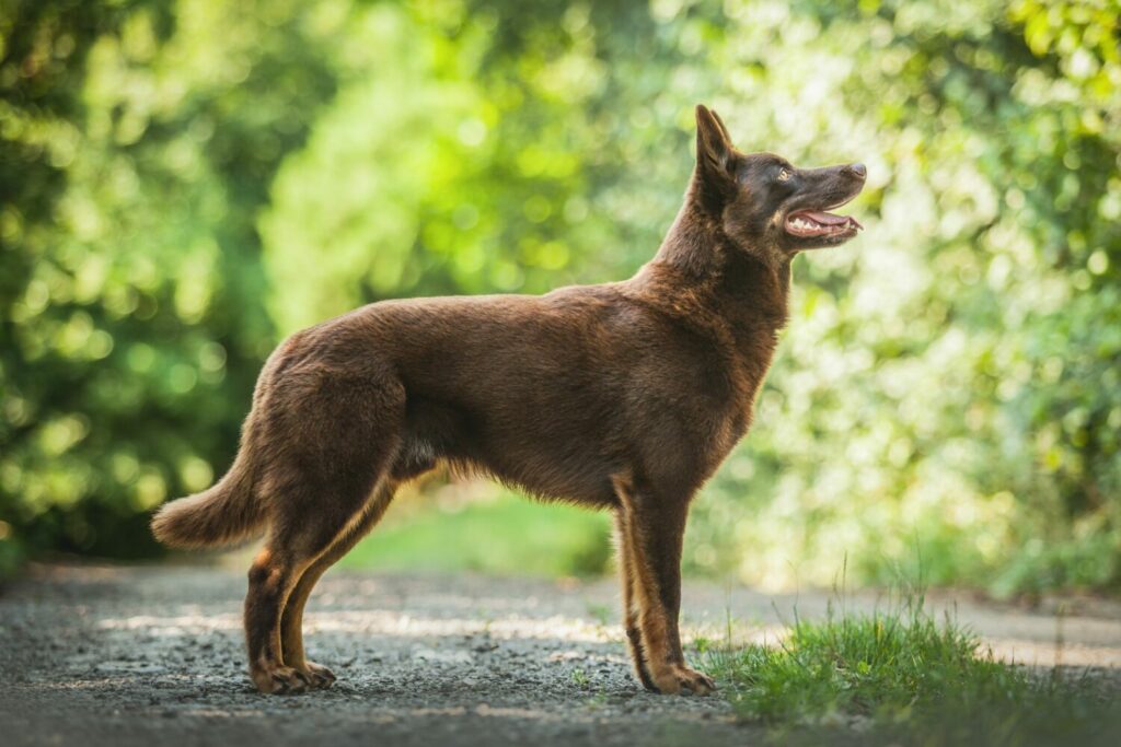 Australian Kelpie von der Seite