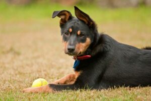 Australian Kelpies zählen zu den gesündesten Hunderassen