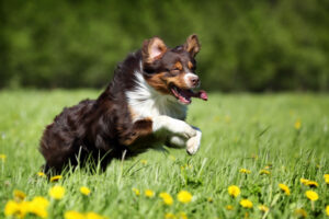 Australian Sheperd Auslauf