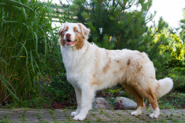 Australian Shepherd draußen