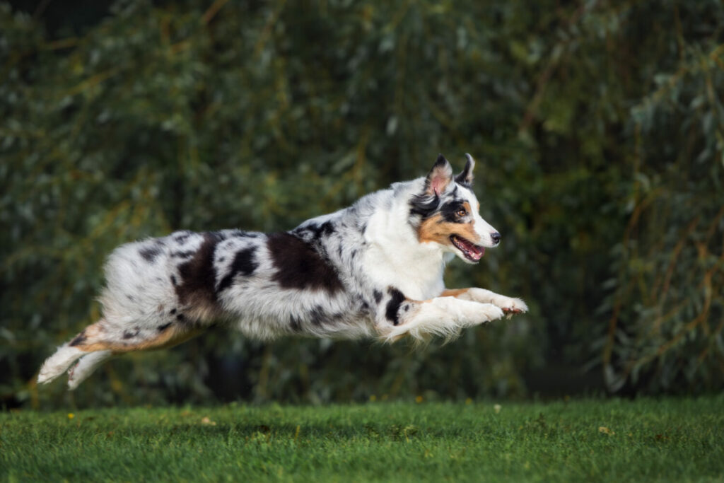 Australian Shepherd im Sprung