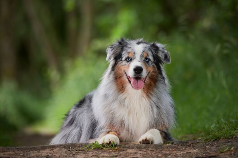 Australian Shepherd liegt auf einem Waldweg