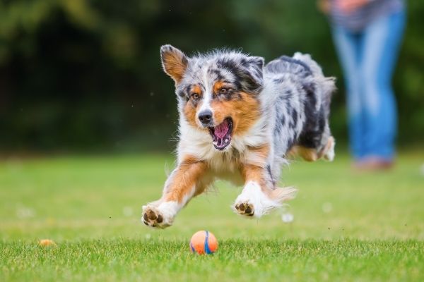 Australian Shepherd am Longieren