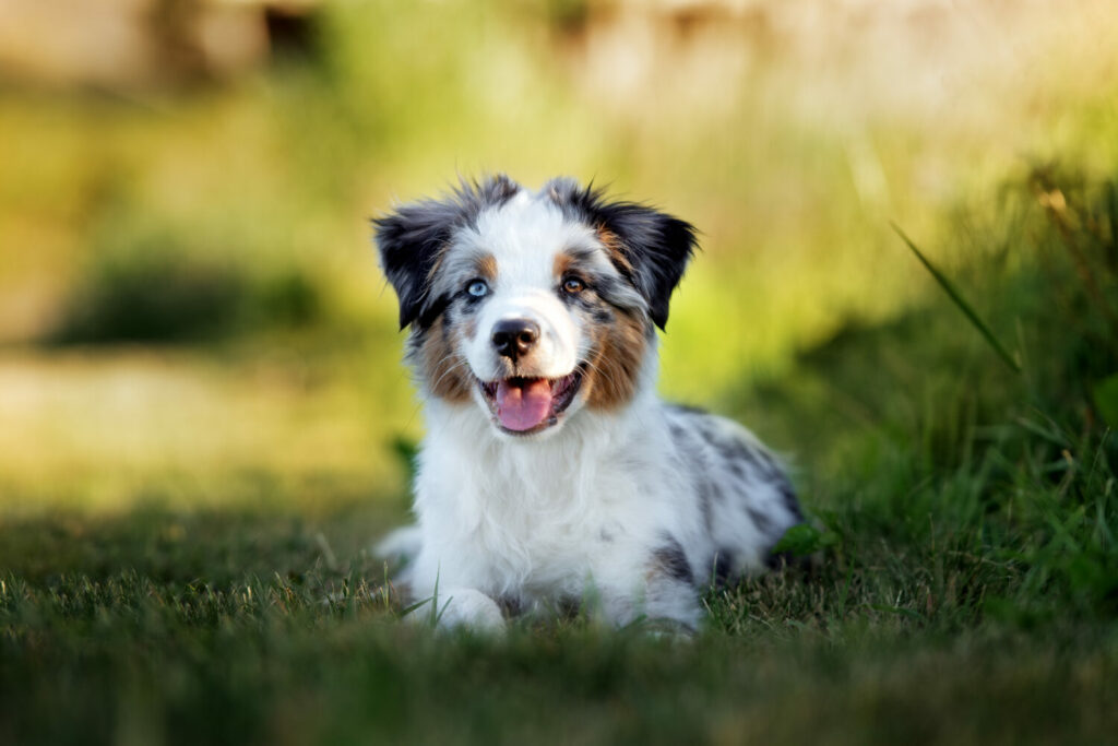 Australian Shepherd Welpe