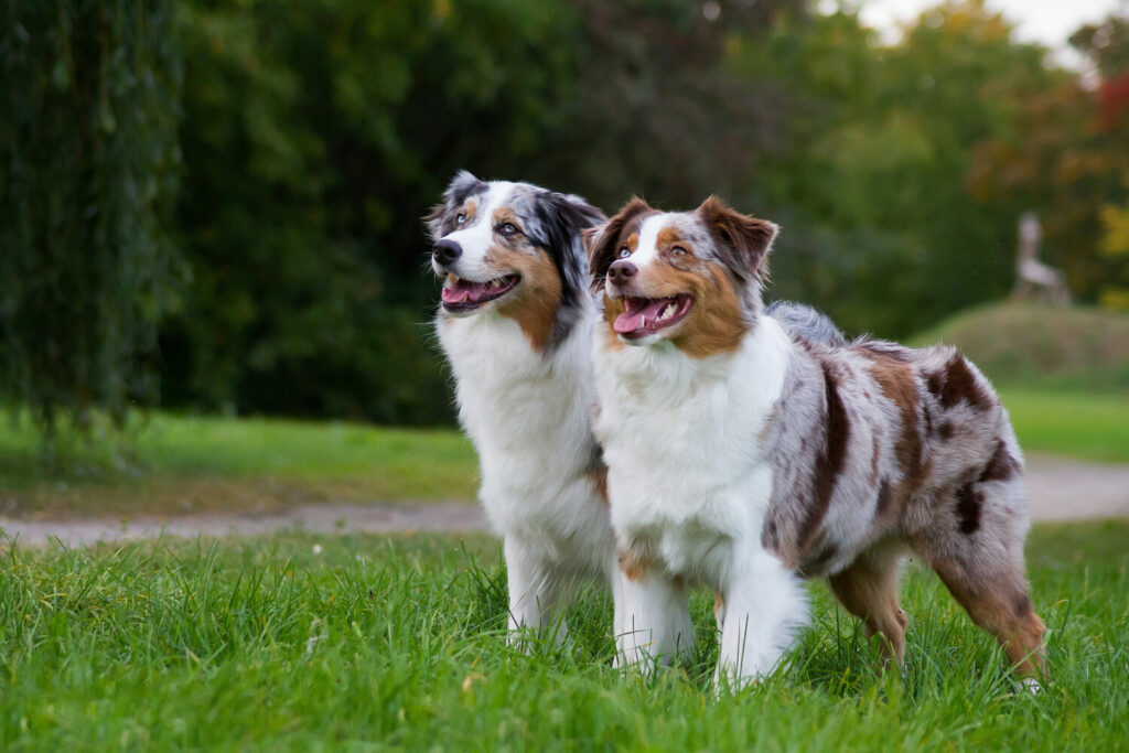 Zwei Australian Shepherds