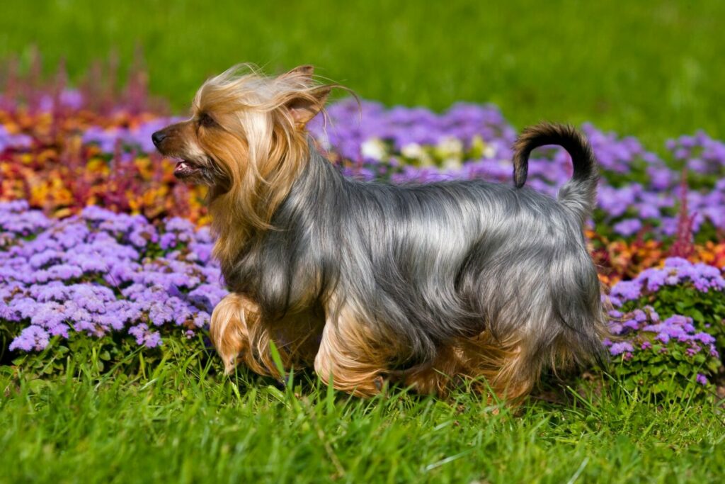 Der Australian Silky Terrier ist für sein glänzend blaues Fell bekannt