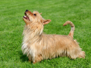 Australien Terrier in der Natur