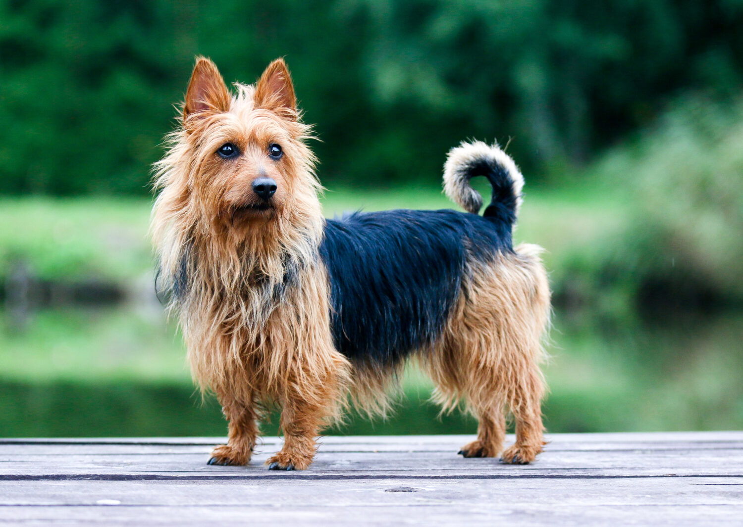 Australian Terrier in der Natur