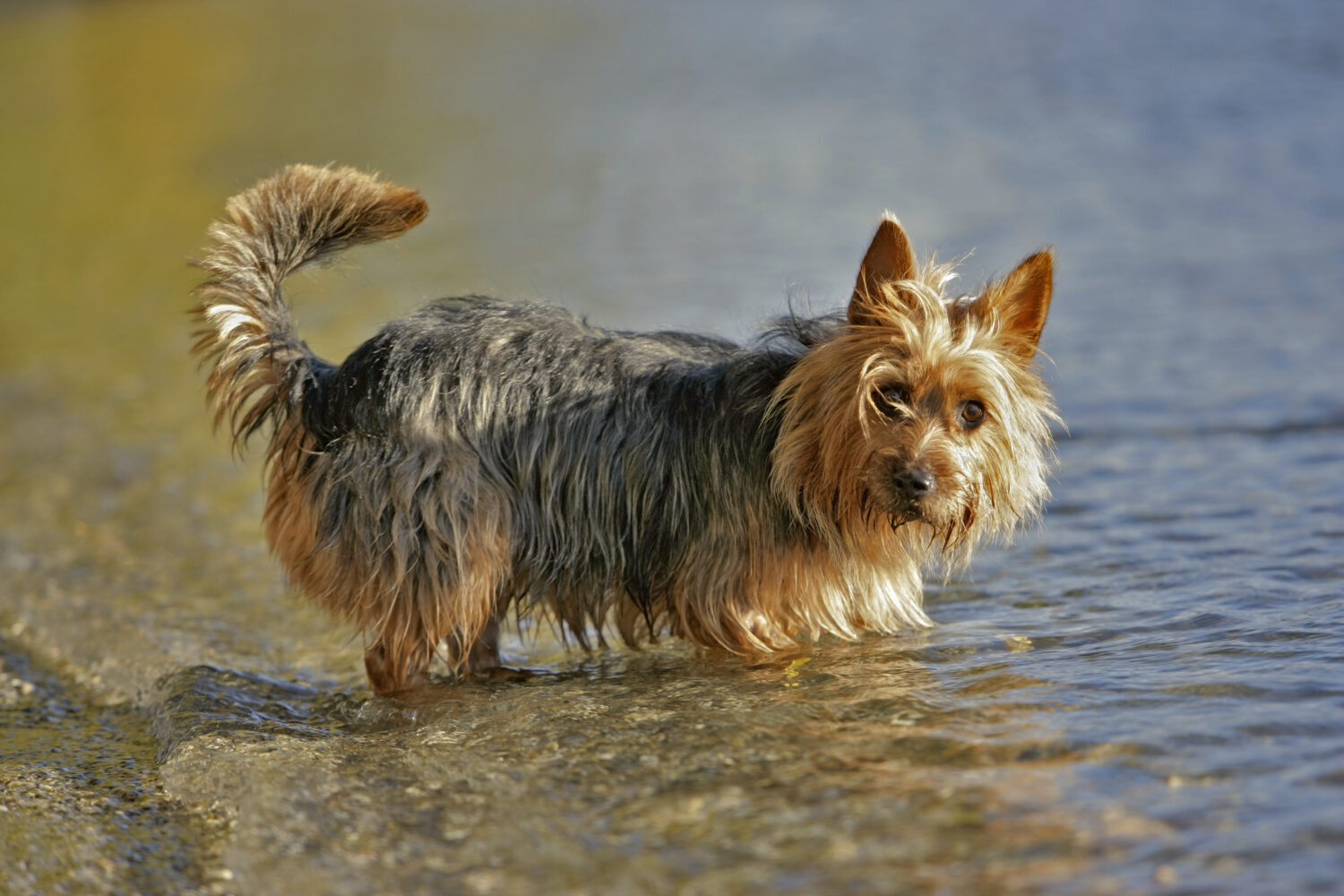 Australian Terrier im Wasser