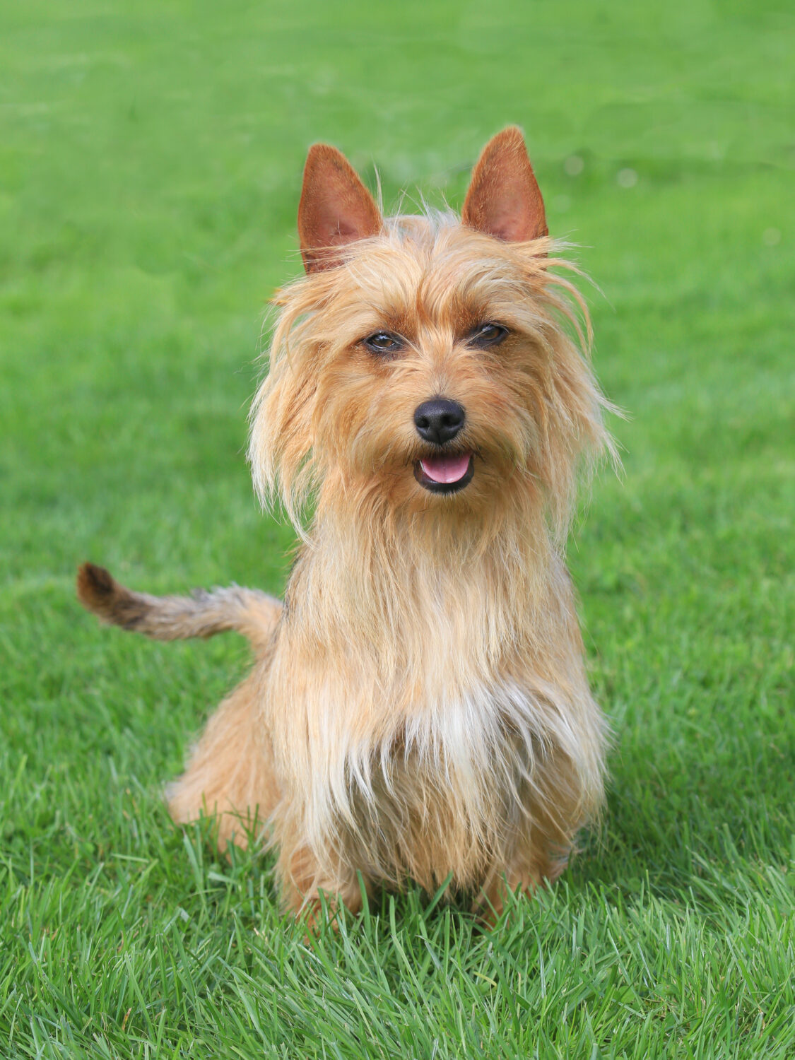 Australian Terrier im Rasen