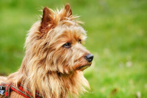 Australian Terrier von der Seite