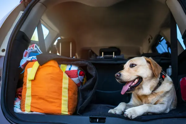 Hund liegt im Kofferraum neben ihm liegt Gepäck