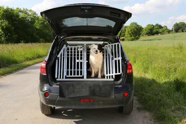 Hund sitzt in einer Hunde-box im Kofferraum eines Autos