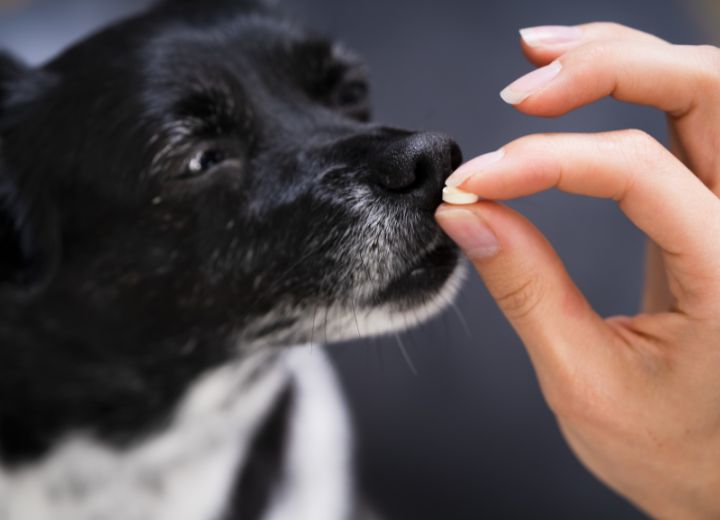Bachblüten für Hunde – Klappt das wirklich?