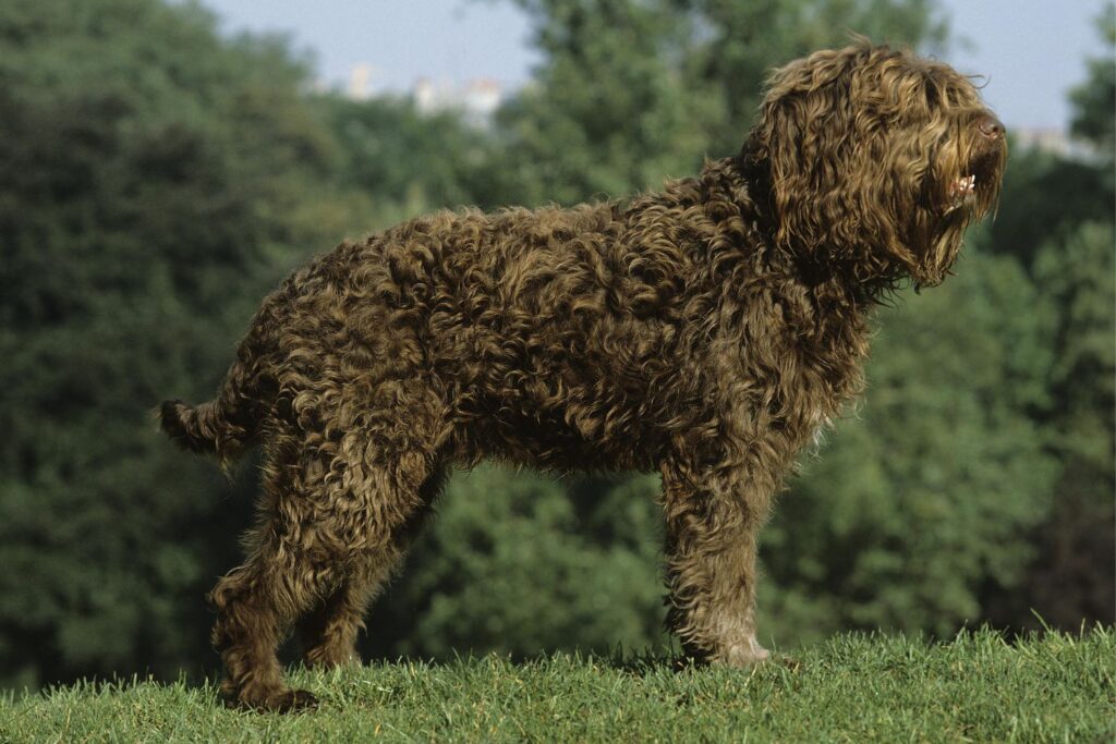 Barbet: Hund von der Seite auf einer Wiese stehend