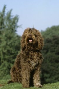 Barbet im Rasseportrait