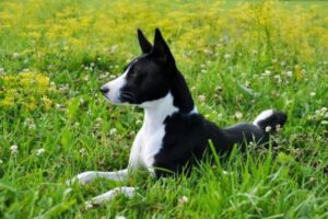 Basenji im Rasseportrait