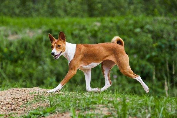 Basenji im Rasseportrait