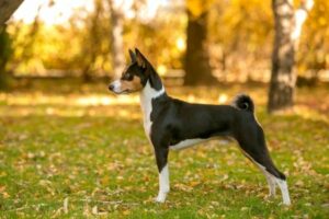 Basenji im Rasseportrait