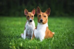 Basenji im Rasseportrait