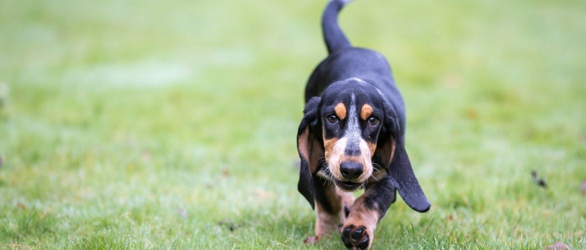 Basset bleu de Gascogne im Auslauf