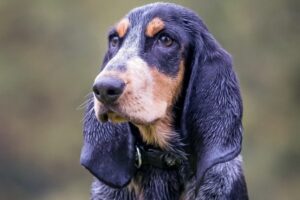 Basset Bleu de Gascogne von vorne