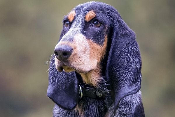 Französische Hunderassen: Basset Bleu de Gascogne von vorne