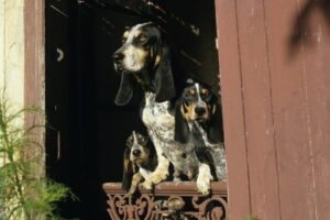 Basset bleu de Gascogne zu dritt