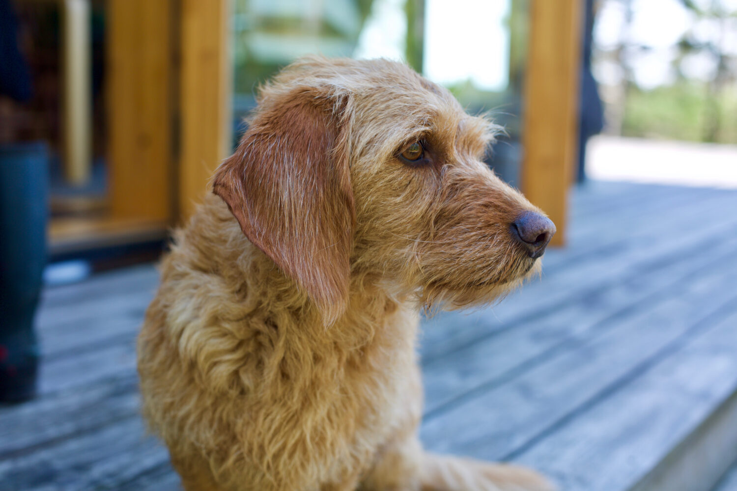 Basset fauve de Bretagne Gesicht